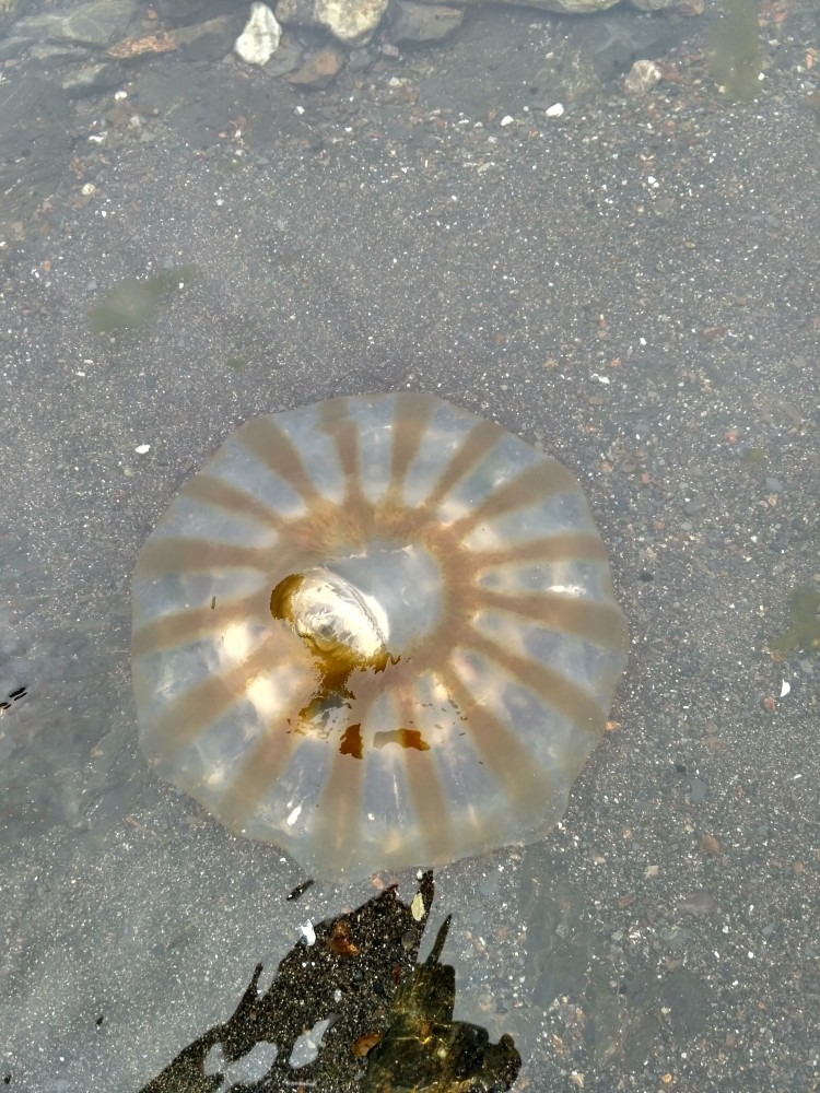 Медузы на острове Сахалин