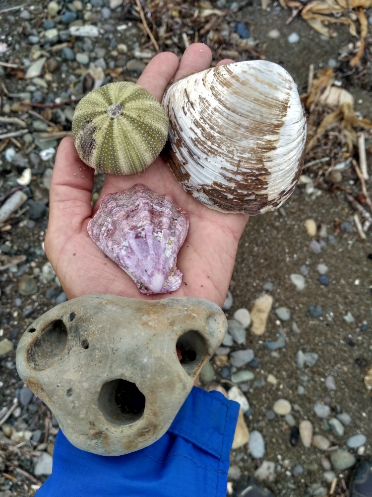 Слева направо: морской ёж, моллюск спизула, морской гребешок, причудливая губка
